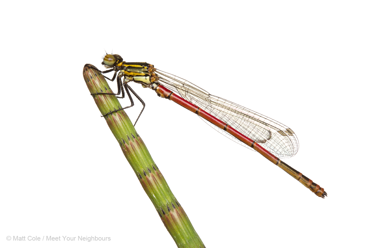 MYN Large Red Damselfly 1